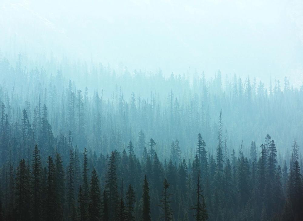 The Pair - Pack of 50